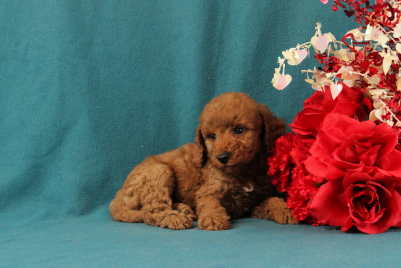 puppy, for, sale, Mini Goldendoodle F1BB, Matthew B. Stoltzfus, dog, breeder, Gap, PA, dog-breeder, puppy-for-sale, forsale, nearby, find, puppyfind, locator, puppylocator, aca